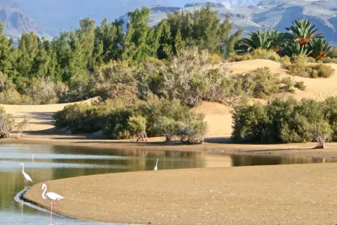 Flamencos y garzas en un oasis entre las dunas de Maspalomas, con palmeras y montañas al fondo.